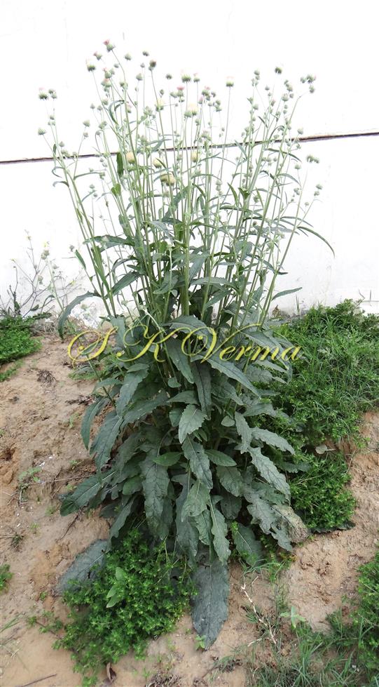  Plant